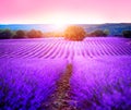 Lavender field in Provence, France. Blooming lavender Royalty Free Stock Photo