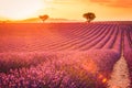 Fantastic summer mood, floral sunset landscape of meadow lavender flowers. Beautiful colorful sky, sun rays