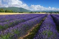 Lavender field in Provence, France