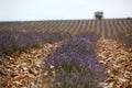 Lavender field in Provence landscape
