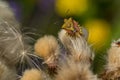 Colored bug on a thistle flower Royalty Free Stock Photo