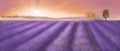Lavender field in Provence, oil painted style poster, art illustration