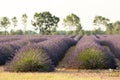 Lavender field in Provence south of France during warm summer sunset Royalty Free Stock Photo