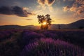 Lavender field in Provence. Sunset. Royalty Free Stock Photo