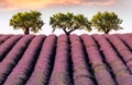 Lavender field in Provence with three almond trees during summer sunset Royalty Free Stock Photo