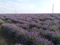 Lavender field. Purple blooming. Purple blooming Royalty Free Stock Photo