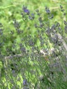 Lavender field. Purple blooming. Purple blooming Royalty Free Stock Photo