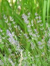 Lavender field. Purple blooming. Purple blooming Royalty Free Stock Photo