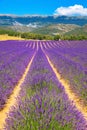 Lavender field. Purple flowers.