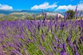 Lavender field. Purple flowers.