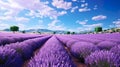 Lavender field purple waves in the middle of summer