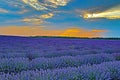 Lavender field ray of sunlight through clouds Bulgaria Royalty Free Stock Photo