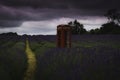 Red Telephone box in lavender field as rain pours down