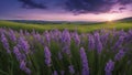 lavender field in region a panoramic banner with purple lavender flowers and green grass on a blurred blue sky background Royalty Free Stock Photo