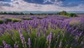 lavender field region a panoramic banner with purple lavender flowers and green grass on a blurred blue sky background Royalty Free Stock Photo