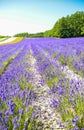 Lavender field in the row