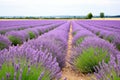 lavender field with rows of blooming purple plants Royalty Free Stock Photo