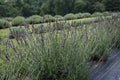 Lavender Field With Rows of Flowering Plants Closeup Royalty Free Stock Photo