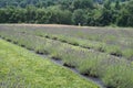 Lavender Field With Rows of Flowering Plants Royalty Free Stock Photo