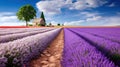 Lavender field rows leading to rustic house under cloudy sky