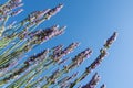 Lavender field of rows of purple flowers on a sunny day. Copyspace available