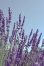 Lavender field of rows of purple flowers on a sunny day. Copyspace available