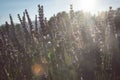 Lavender field of rows of purple flowers on a sunny day. Sunflare in the photo Royalty Free Stock Photo