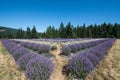 Lavender field of rows of purple and white flowers on a sunny day Royalty Free Stock Photo