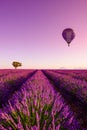 Lavender field rows at sunrise hot air balloon and lonely tree at Valensole Royalty Free Stock Photo