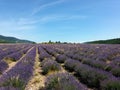 Lavender field, Sault France Royalty Free Stock Photo