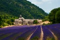 Lavender Field in Senanque Abbey in Provence, France Royalty Free Stock Photo