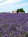 Lavender field with shed Royalty Free Stock Photo