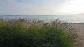 Lavender field by the sea