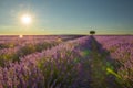 Lavender field with a single tree with sunshine and sun