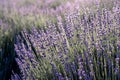 Lavender field. With soft light effect for floral background Royalty Free Stock Photo