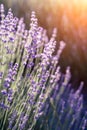Lavender field. With soft light effect for floral background Royalty Free Stock Photo