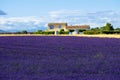 Lavender field