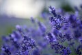 Lavender Field in the summer. Aromatherapy. Nature Cosmetics. Close up Royalty Free Stock Photo