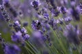 Lavender Field in the summer. Aromatherapy. Nature Cosmetics. Close up Royalty Free Stock Photo