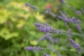 Lavender Field in the summer. Aromatherapy. Nature Cosmetics. Gardening.Lavender bushes on field. Sun gleam over purple Royalty Free Stock Photo