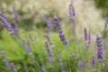 Lavender Field in the summer. Aromatherapy. Nature Cosmetics. Gardening.Lavender bushes on field. Sun gleam over purple Royalty Free Stock Photo