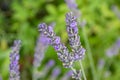 Lavender Field in the summer. Aromatherapy. Nature Cosmetics. Gardening.Lavender bushes on field. Sun gleam over purple Royalty Free Stock Photo