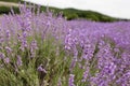 Lavender Field in the summer. Aromatherapy. Nature Cosmetics Royalty Free Stock Photo