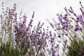 Lavender Field in the summer. Aromatherapy. Nature Cosmetics Royalty Free Stock Photo