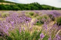 Lavender Field in the summer. Aromatherapy. Nature Cosmetics Royalty Free Stock Photo