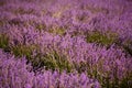 Lavender field in summer. Flowers in lavender fields in Provence mountains. Rows of lavender in evening light Royalty Free Stock Photo