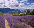 Lavender field Summer landscape Royalty Free Stock Photo