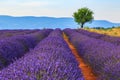 Lavender field summer landscape near Sault Royalty Free Stock Photo