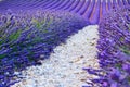 Lavender field summer landscape near Valensole Royalty Free Stock Photo