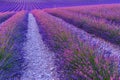 Lavender field summer landscape near Valensole Royalty Free Stock Photo